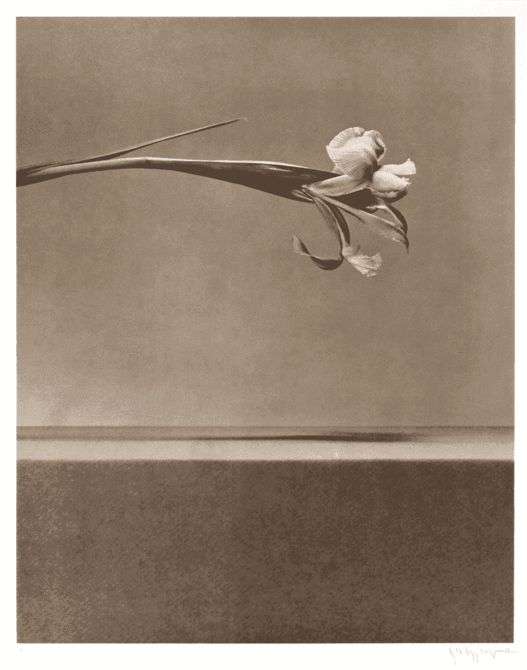 Robert Mapplethorpe, ‘Flowers I’, 1984, Print, Photogravure on paper, null, Dated