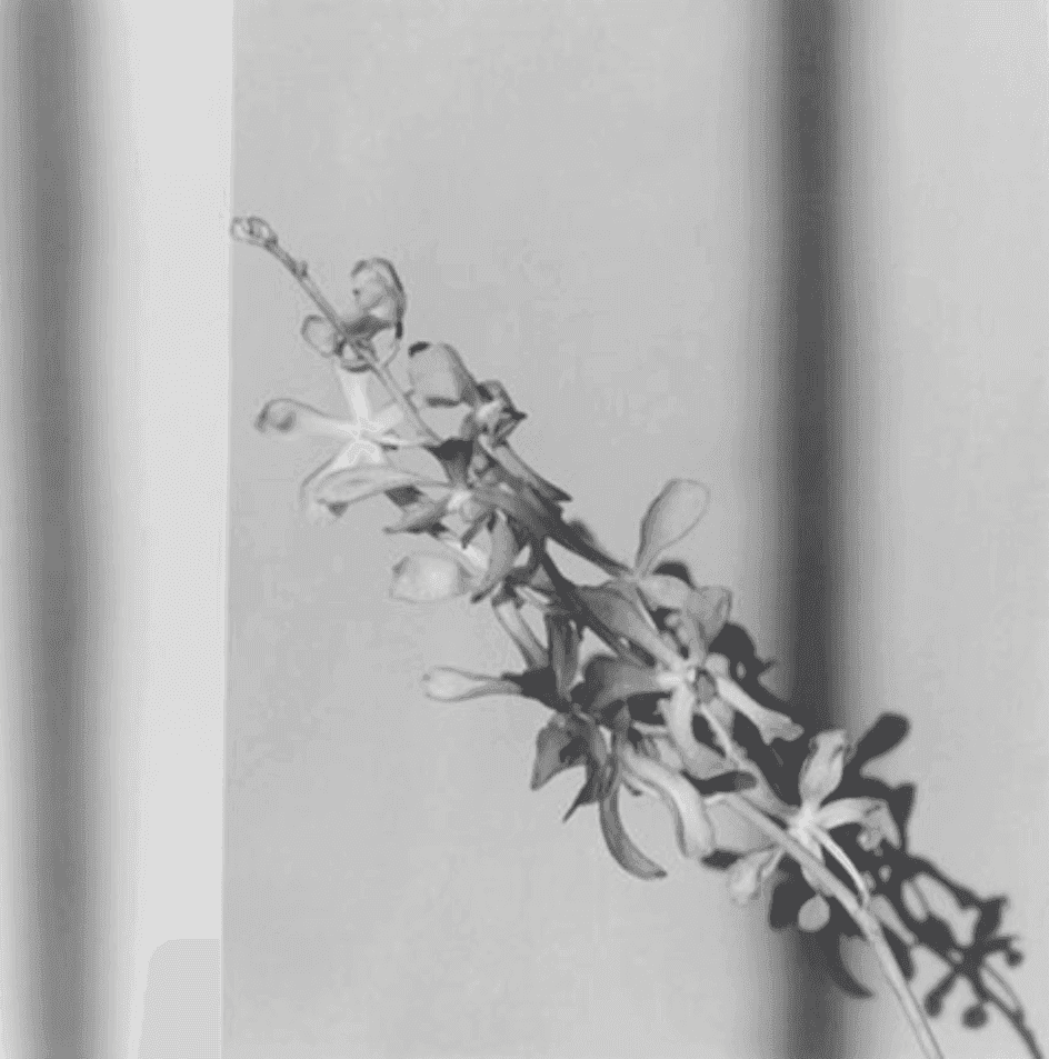 Robert Mapplethorpe, ‘Orchid’, 2012, Print, Silver gelatin print, null, 