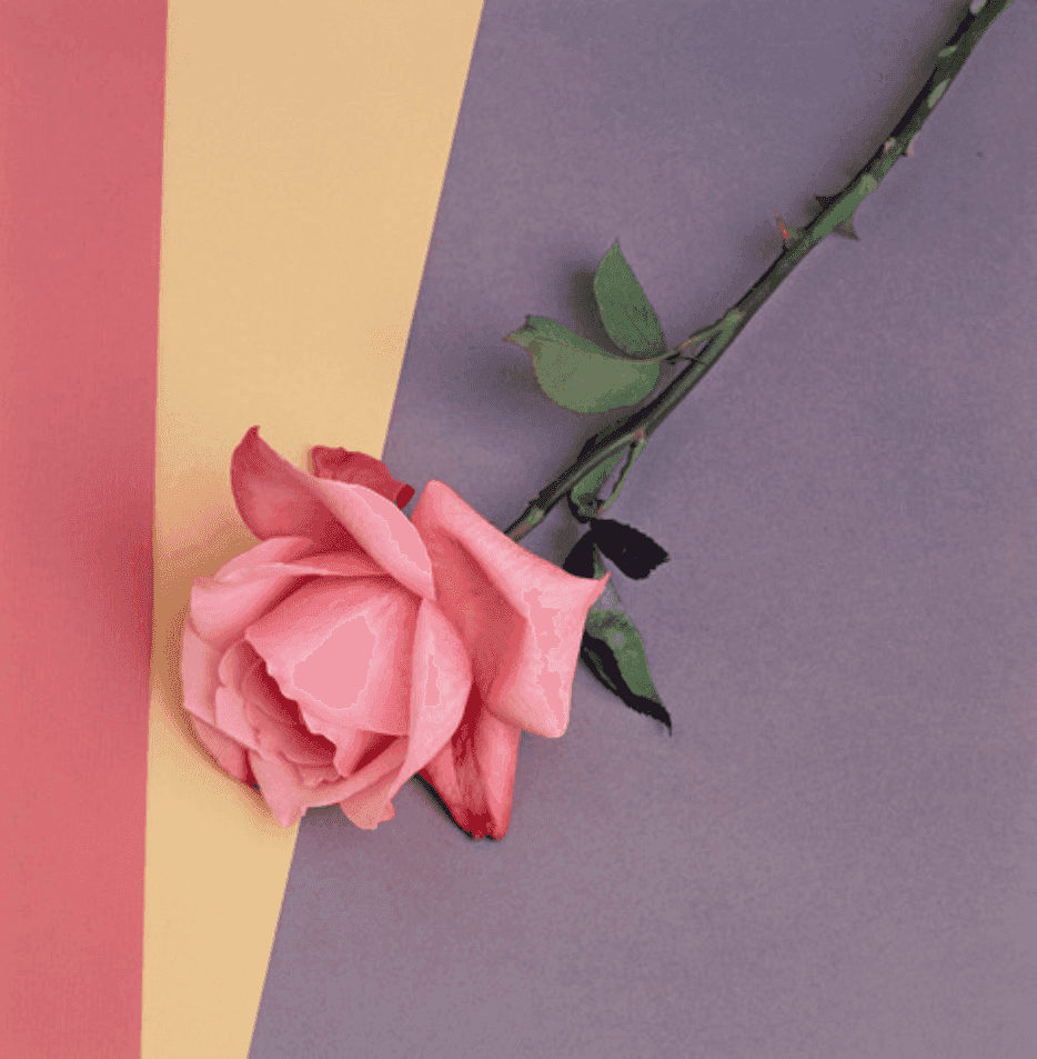 Robert Mapplethorpe, ‘Rose’, 1987, Print, Dye transfer print - flush mounted on board, null, Numbered, Dated