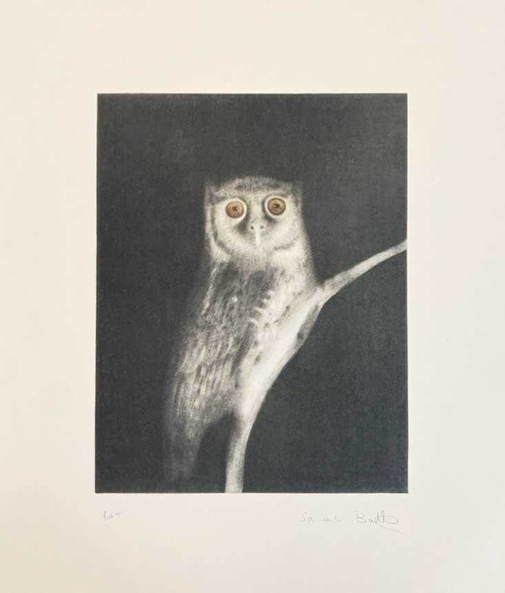 Sarah Ball, ‘Megascops Stangaie’, 2025, Print, Photopolymer Gravure Etching, Migrate Art, Numbered