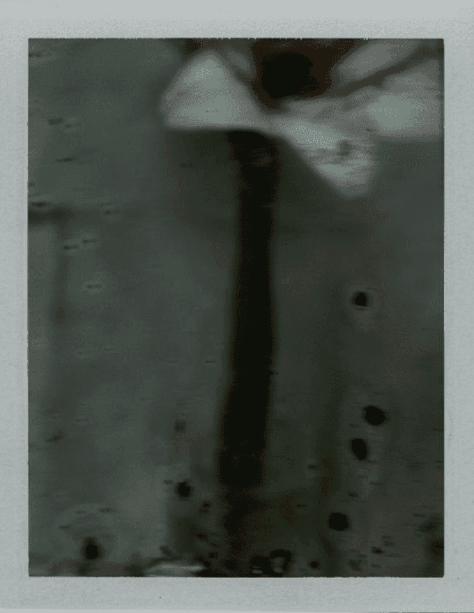 Sarah Moon, ‘Amaryllis’, 2012, Print, Archival pigment print, null, Numbered