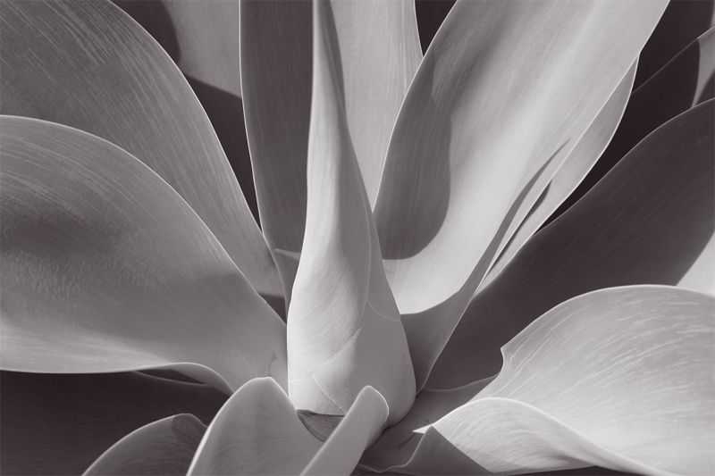 Stuart Möller, ‘Agave’, 2013, Print, Archival Pigment Print, null, Numbered