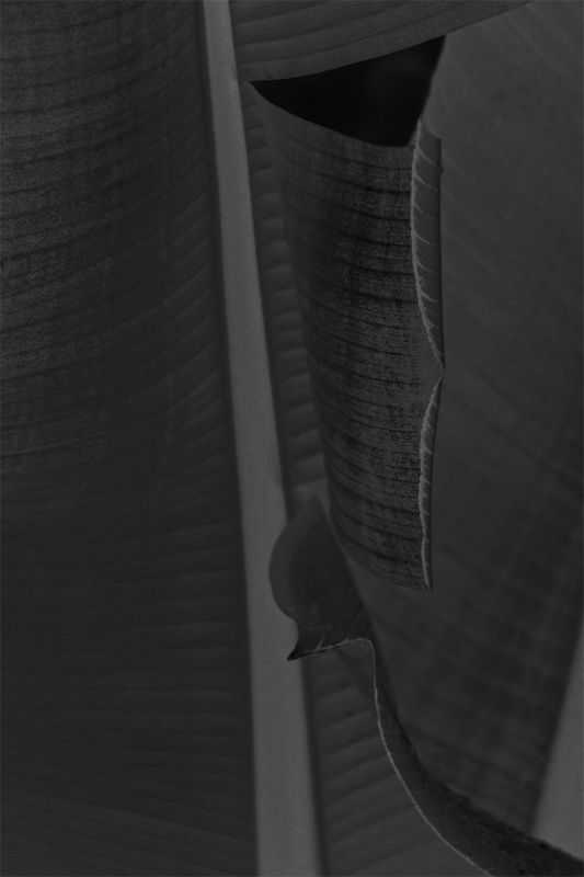 Stuart Möller, ‘Black Leaf’, 2013, Print, Archival Pigment Print, null, Numbered