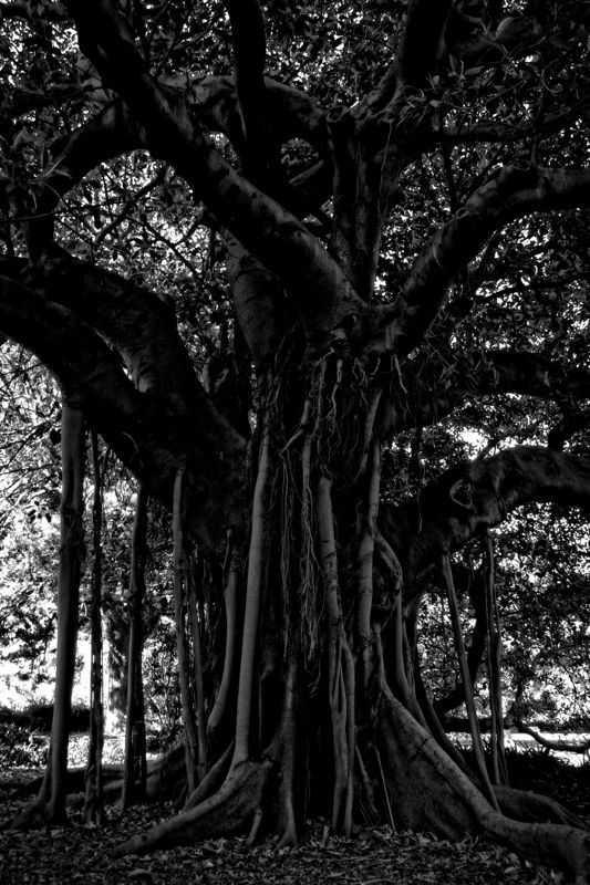 Stuart Möller, ‘Black Tree’, 2014, Print, Archival Pigment Print, null, Numbered