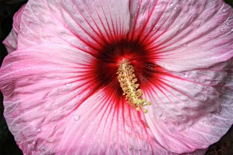 Stuart Möller, ‘Sex Flower’, 2017, Print, Archival Pigment Print, null, Numbered