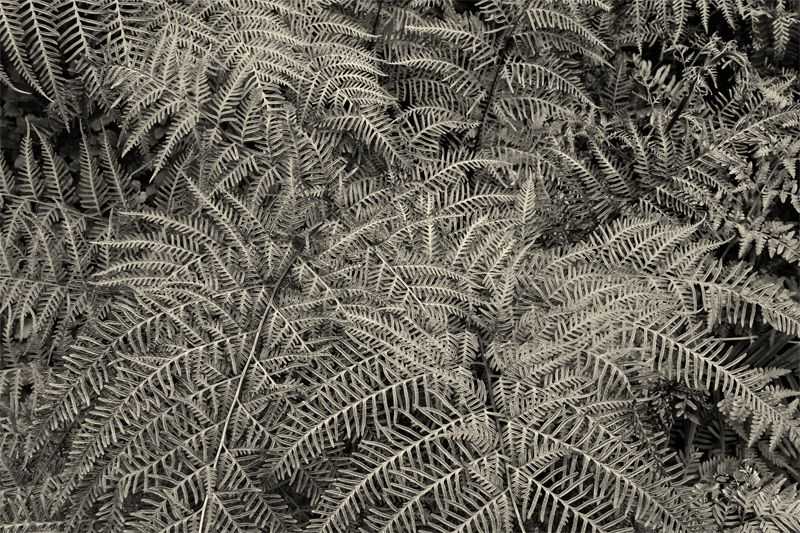 Stuart Möller, ‘Silver Ferns’, 2012, Print, Archival Pigment Print, null, Numbered