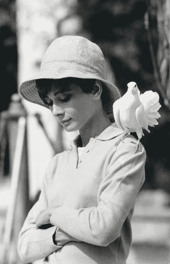 Terry O'Neill, ‘Hepburn with Dove’, 1967, Photography, Silvergelatin, null, 