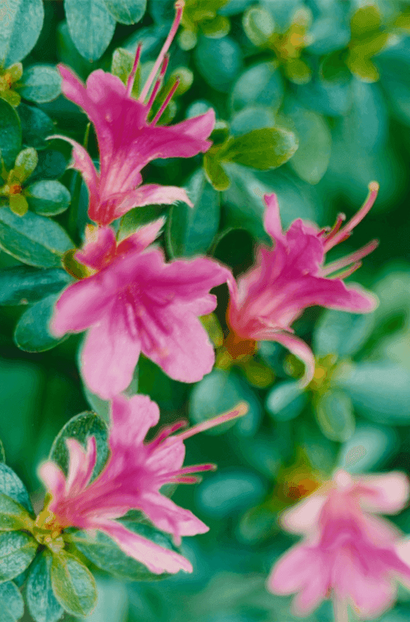 Thomas Struth, ‘Pink Azalea, Dusseldorf, 1993’, 2000, Print, C Print on Kodak Professional paper, null, 