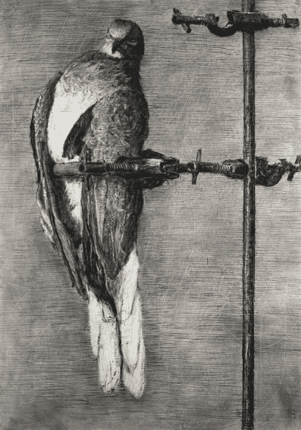 William Kentridge, ‘Bird Catcher’, 2006, Print, Archival pigment print, Hahnemuhle German etching paper, null, Numbered