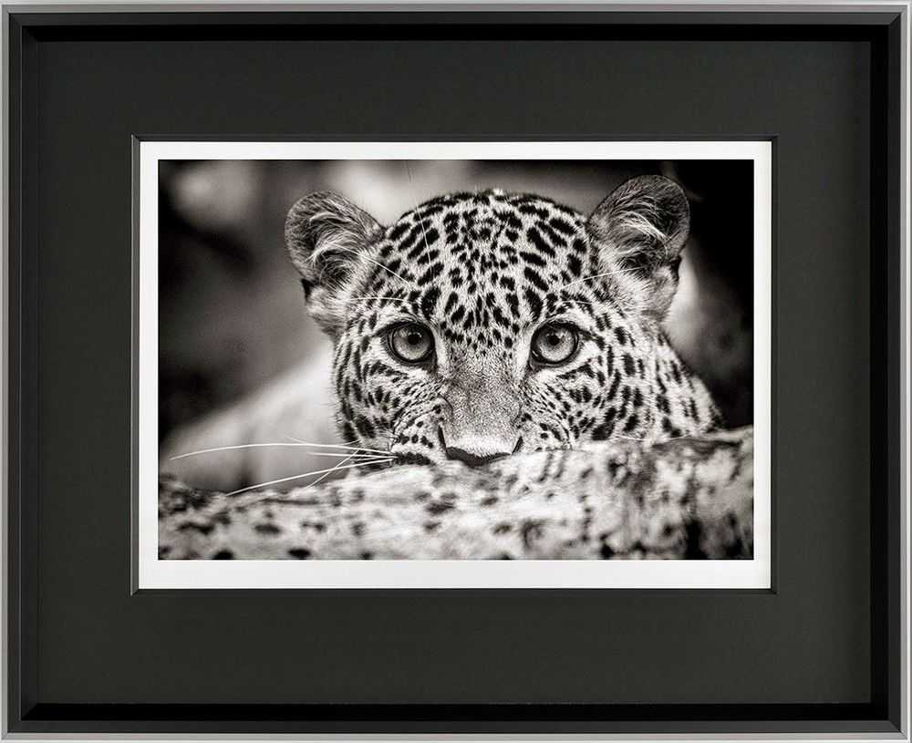 Alfie Bowen, ‘Alpha’, 2021, Print, Giclee, Castle Fine Art, Numbered, Framed