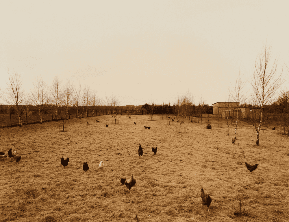 Andreas Gursky, ‘Huhner, Krefeld Chickens’, 1989, Print, Cibachrome print, null, Numbered
