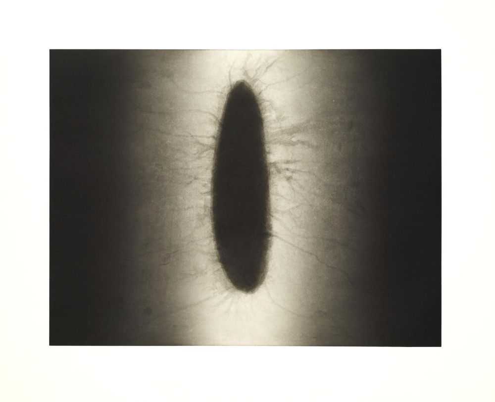 Anish Kapoor, ‘Untitled 4 (History Portfolio)’, 2007, Print, Etching, Paragon Press, Numbered