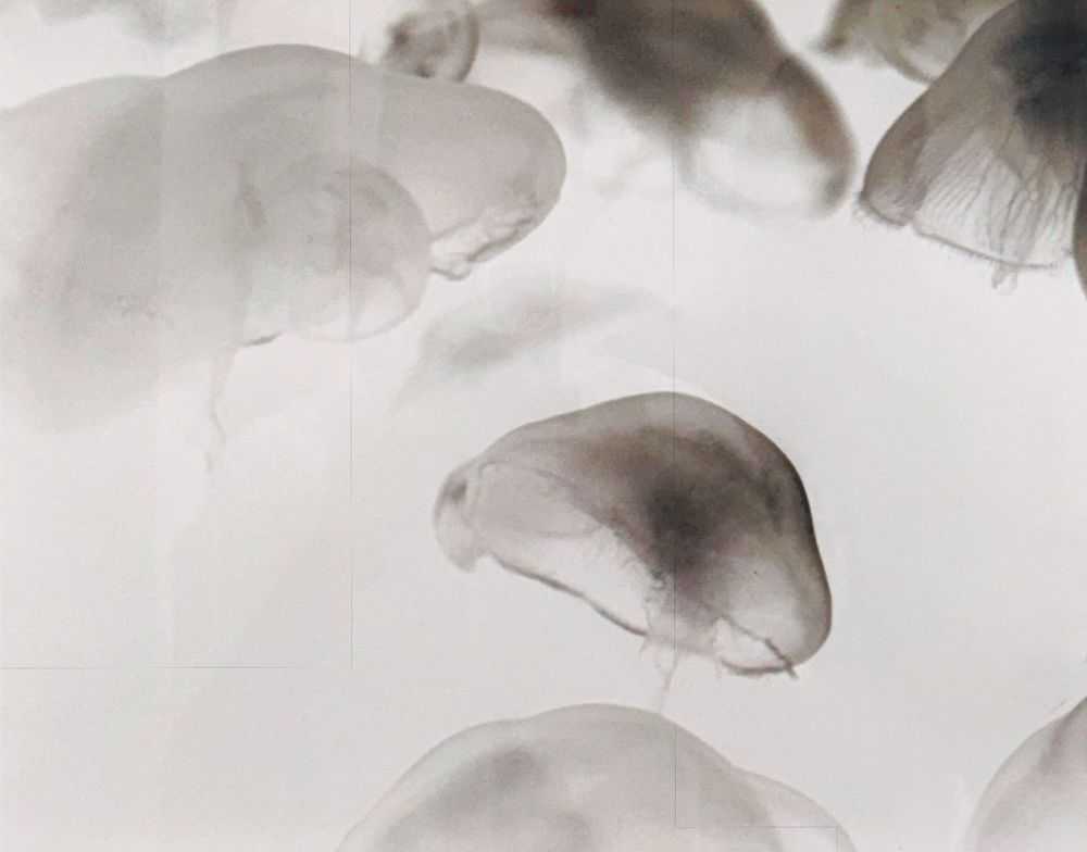 Ashley Oubre, ‘Untitled (Jellyfish)’, 2017, Print, India ink on paper, null, 