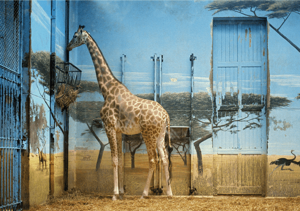 Candida Höfer, ‘Zoologischer Garten Paris II’, 1997, Print, C-Print, null, 