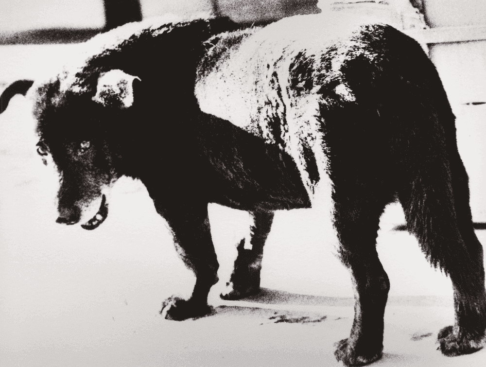 Daido Moriyama, ‘Stray Dog, Misawa, Aomori’, 2005, Photography, Giclée print on photographic cotton paper, Swaminathan Foundation, 
