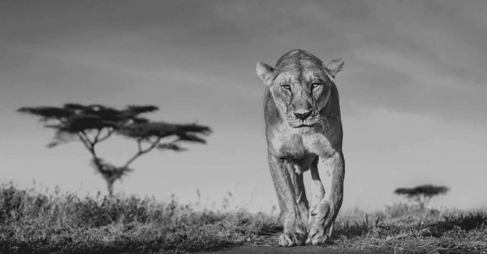 David Yarrow, ‘Acacia’, 2020, Print, Archival Pigment Print, null, 