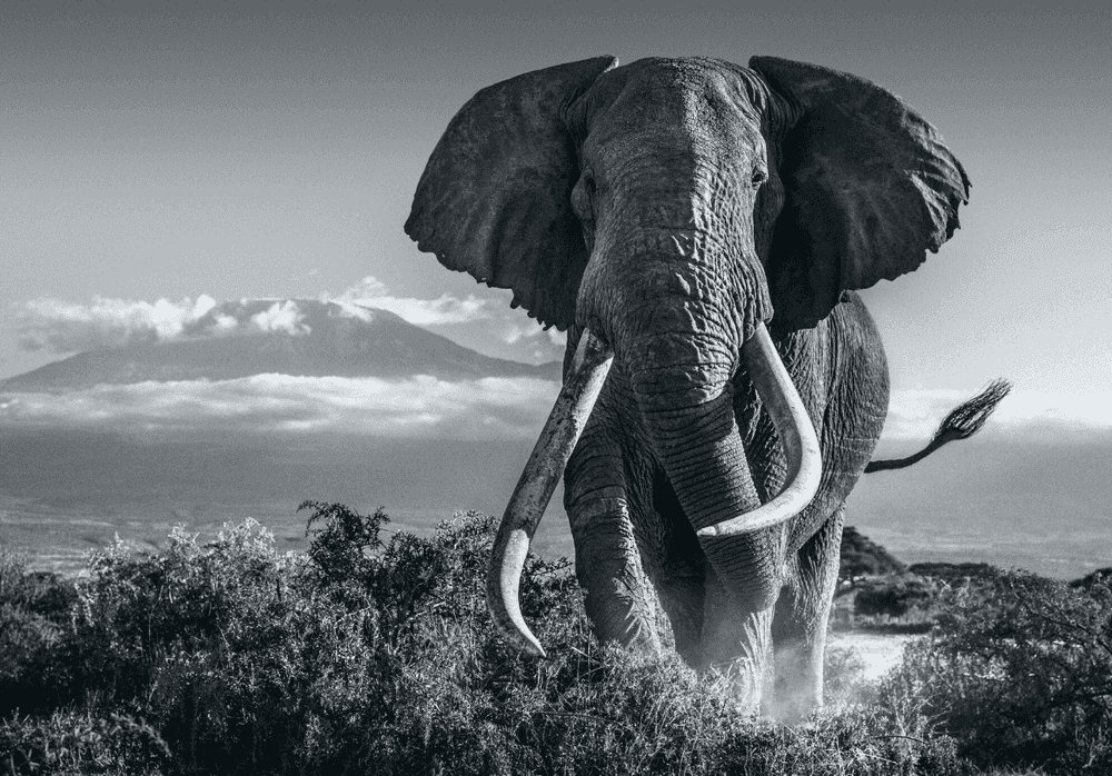 David Yarrow, ‘Africa’, 2018, Print, Archival Pigment Print, null, 