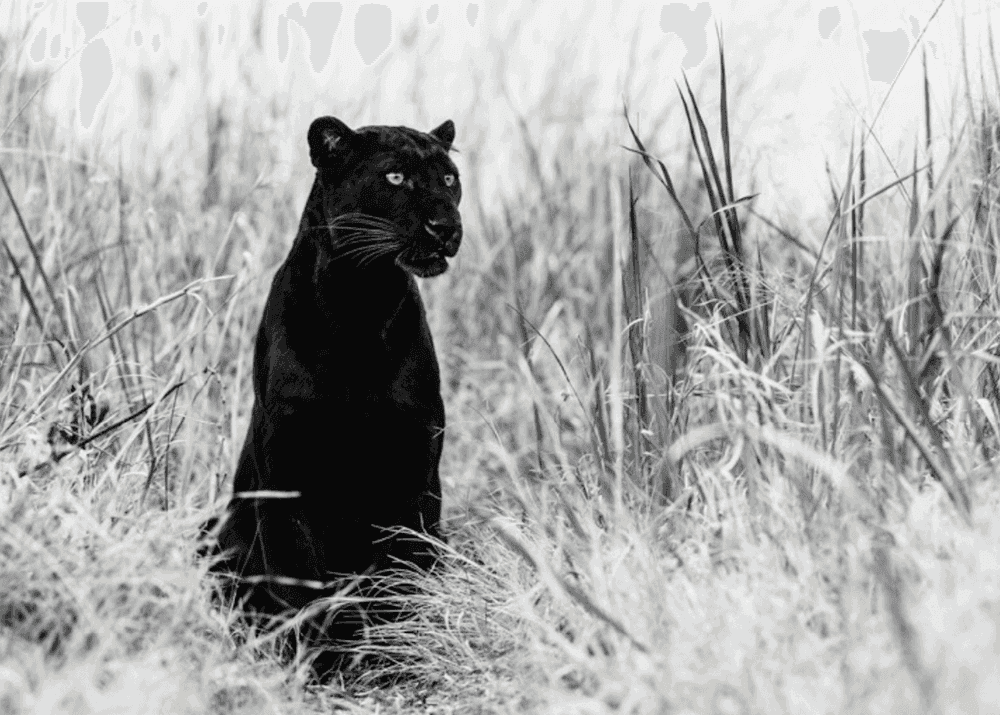 David Yarrow, ‘Bagheera’, 2016, Print, Archival Pigment Print, null, Numbered, Dated