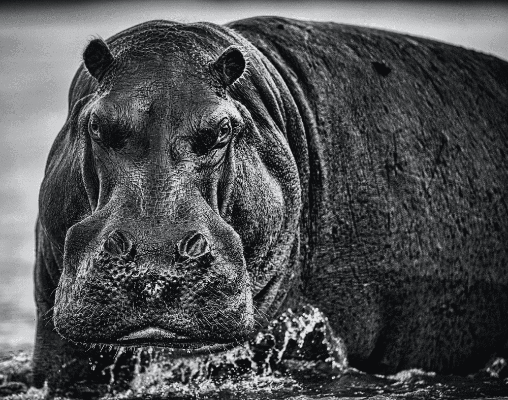 David Yarrow, ‘Balls’, 2020, Print, Archival Pigment Photograph, null, Numbered, Dated