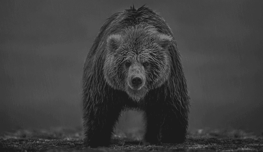 David Yarrow, ‘Bearish’, 2021, Print, Archival Pigment Print, null, Numbered