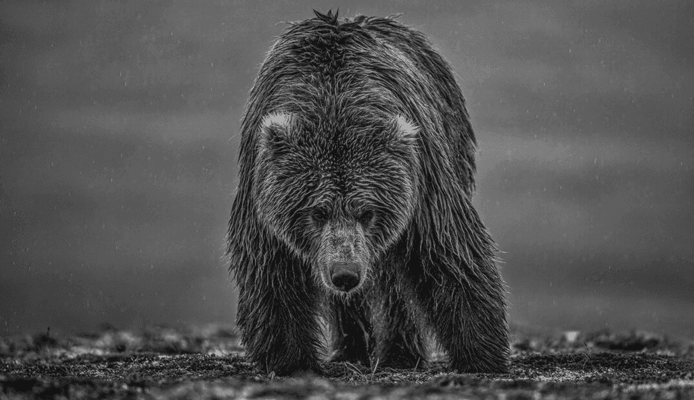 David Yarrow, ‘Bearish III’, 2025, Print, Photograph, null, 