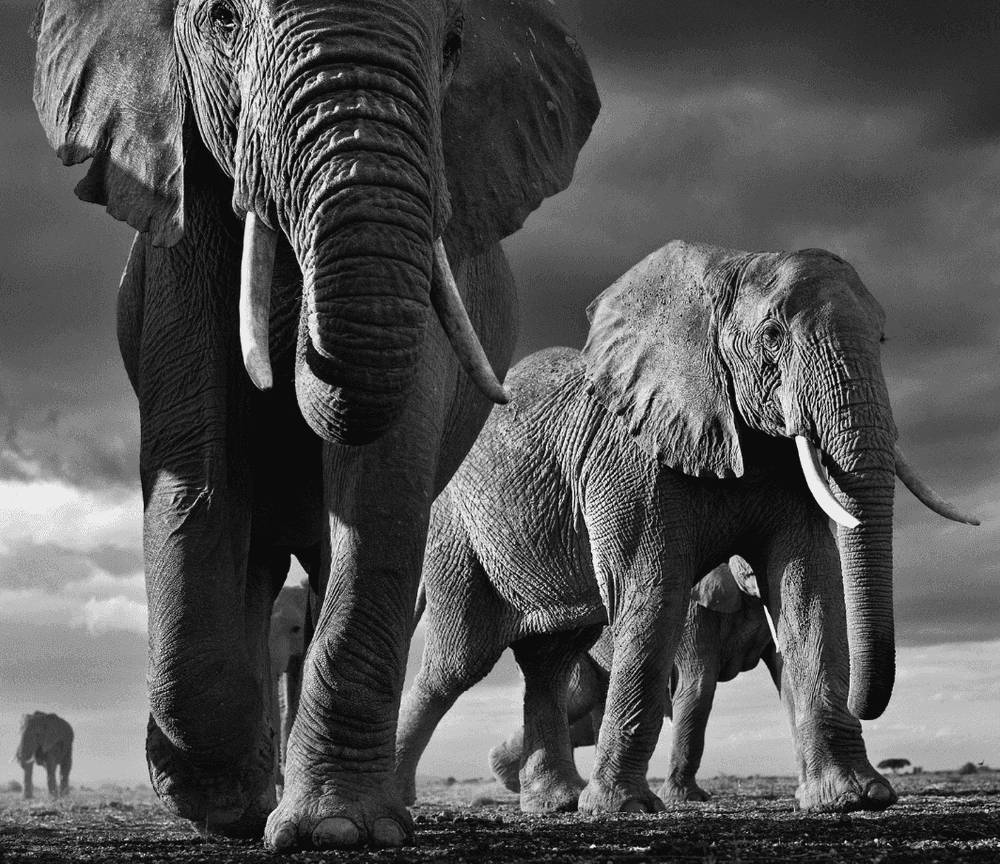David Yarrow, ‘Big’, 2012, Print, Archival Pigment Print, null, 