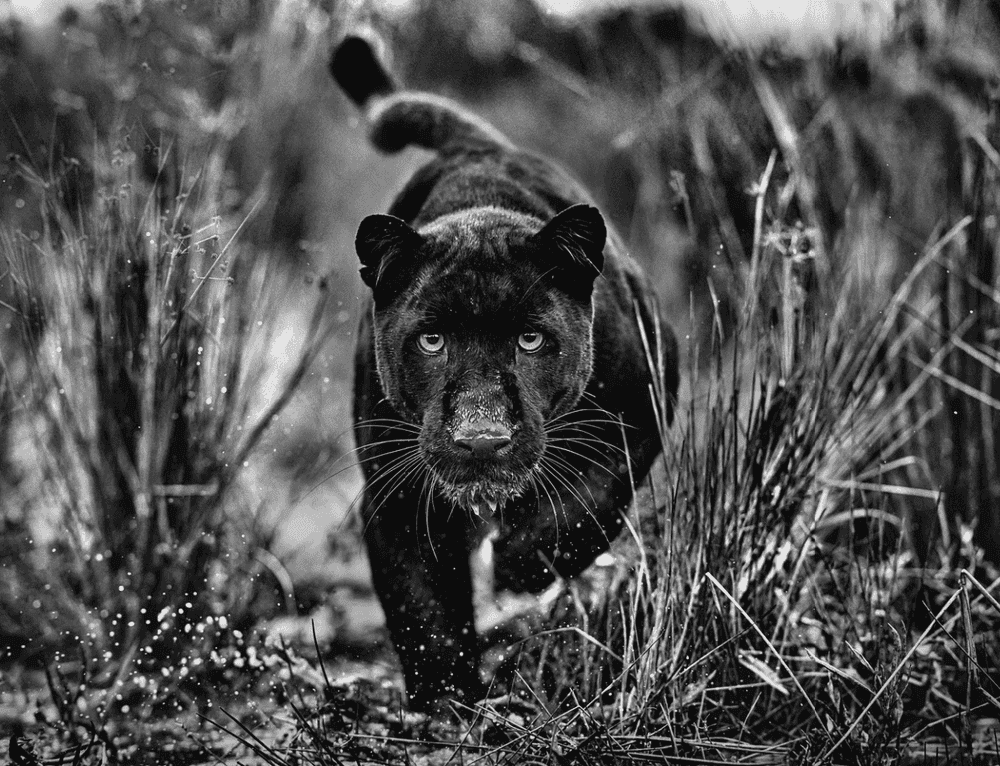 David Yarrow, ‘Black Panther Tails’, 2023, Print, Archival Pigment Print, null, 
