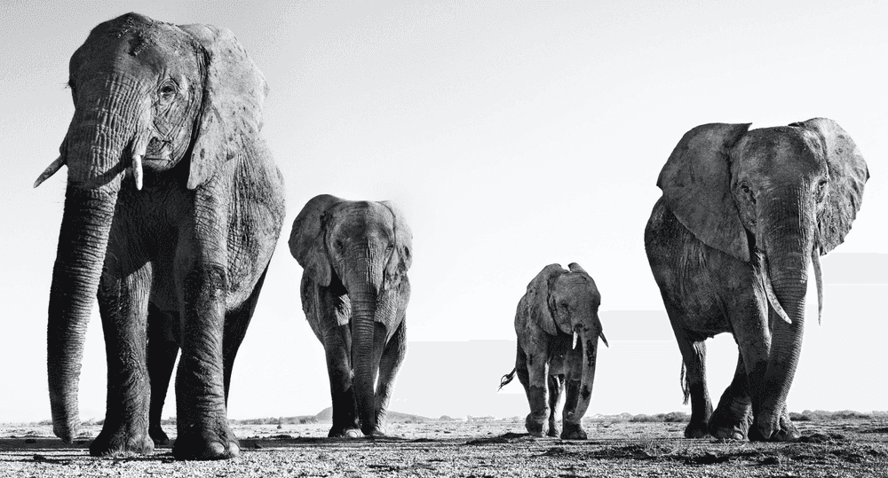 David Yarrow, ‘Boy Band’, 2014, Print, Photograph, null, 