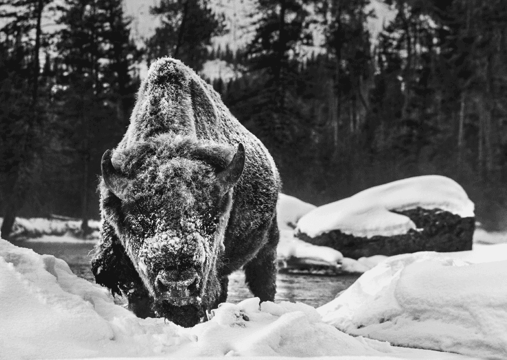 David Yarrow, ‘Buffalo Soldier ’, 2021, Print, Photographic Print, David Yarrow, 