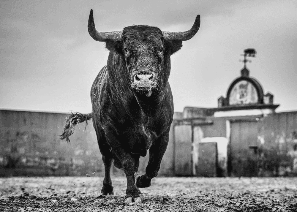 David Yarrow, ‘Bullish’, 2024, Print, Archival Pigment Print, null, 