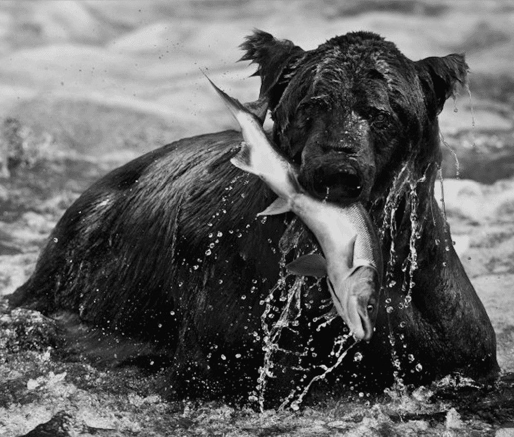 David Yarrow, ‘Catch’, 2012, Print, Archival pigment print on paper, null, Numbered, Dated