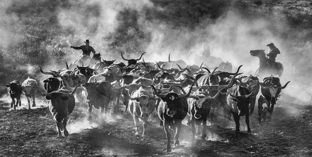 David Yarrow, ‘Cattle Drive’, 2024, Print, Archival Pigment Print, null, 