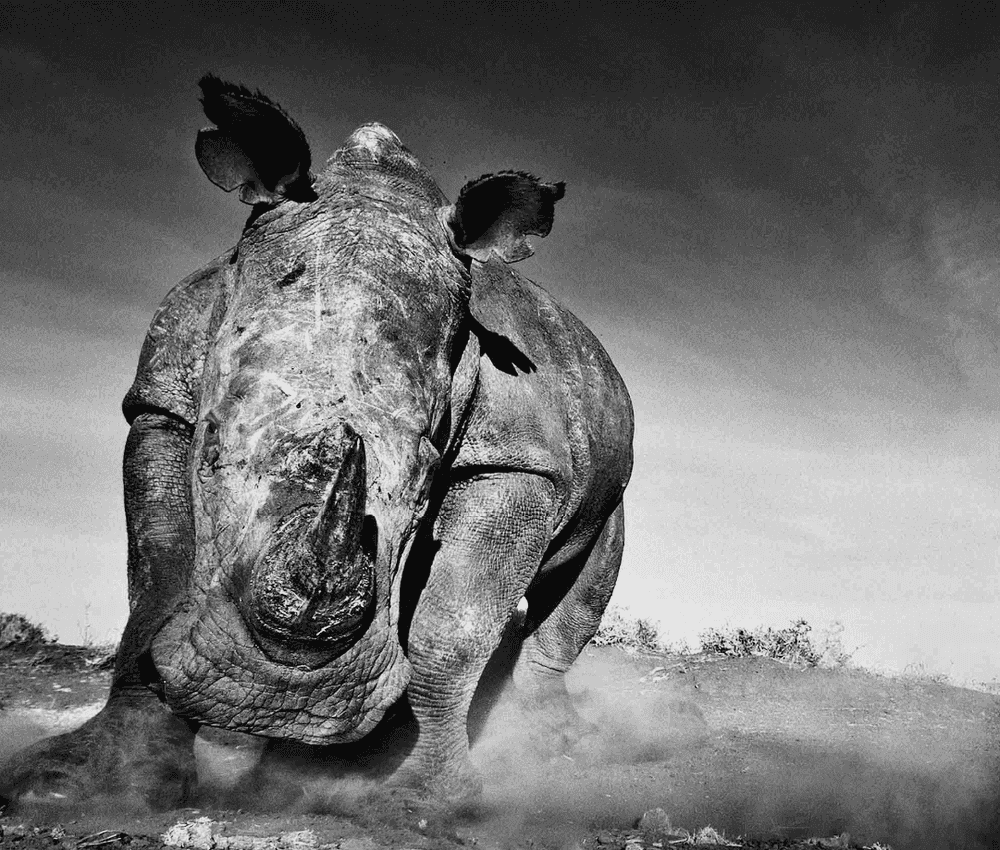 David Yarrow, ‘Charge’, 2016, Print, Archival Pigment Print, null, 