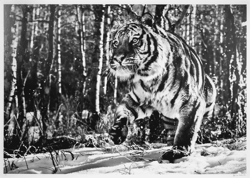 David Yarrow, ‘Cold Mountain’, 2015, Print, Archival Pigment Print, null, Numbered, Dated