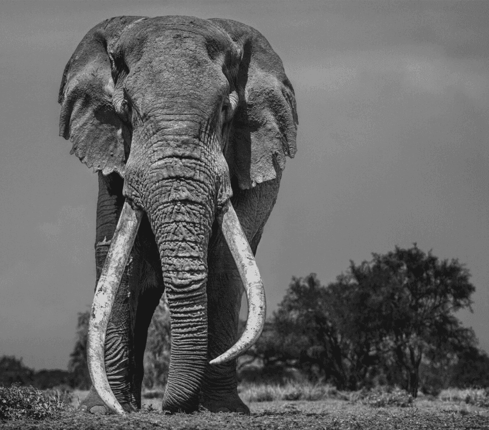 David Yarrow, ‘Colossus’, 2018, Print, Archival Pigment Print, null, 