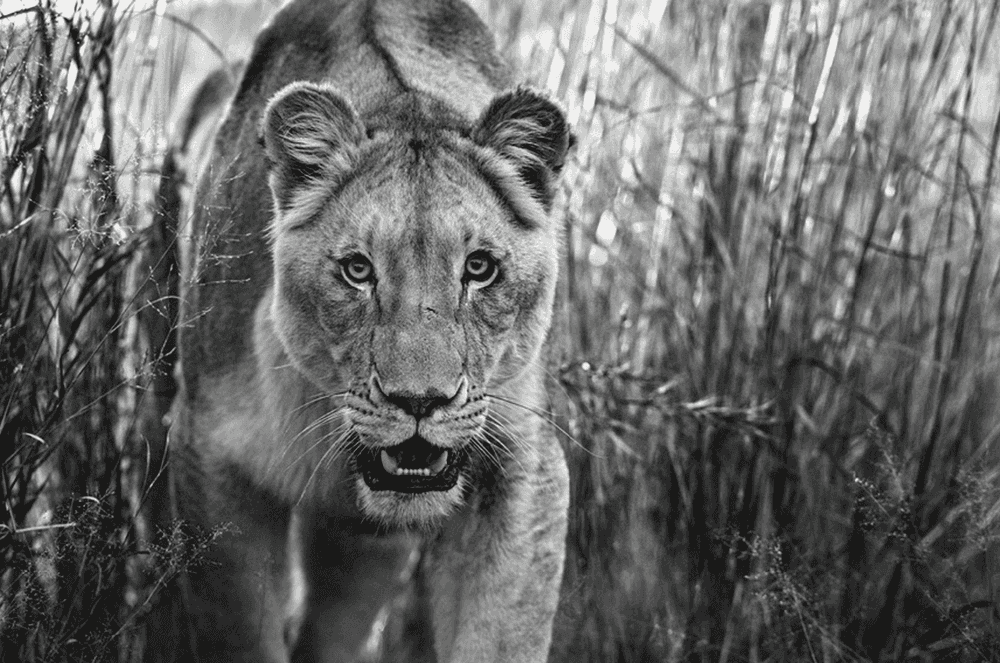 David Yarrow, ‘Designated Survivor’, 2018, Print, Photographic Print, David Yarrow, Numbered, Dated