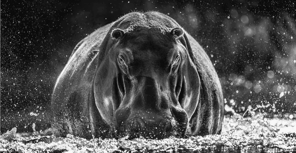 David Yarrow, ‘Dexter’, 2018, Print, Archival Pigment Print, null, 