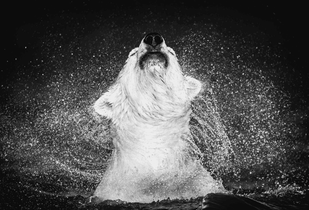 David Yarrow, ‘Diamonds In The Sky’, 2018, Print, Archival Pigment Photograph, null, Dated