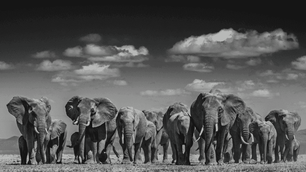 David Yarrow, ‘Elephant Uprising ’, 2016, Print, Photographic print on paper, null, 