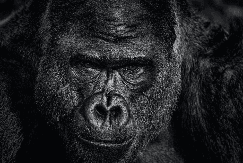 David Yarrow, ‘Elmo’, 2023, Print, Archival Pigment Print, null, 