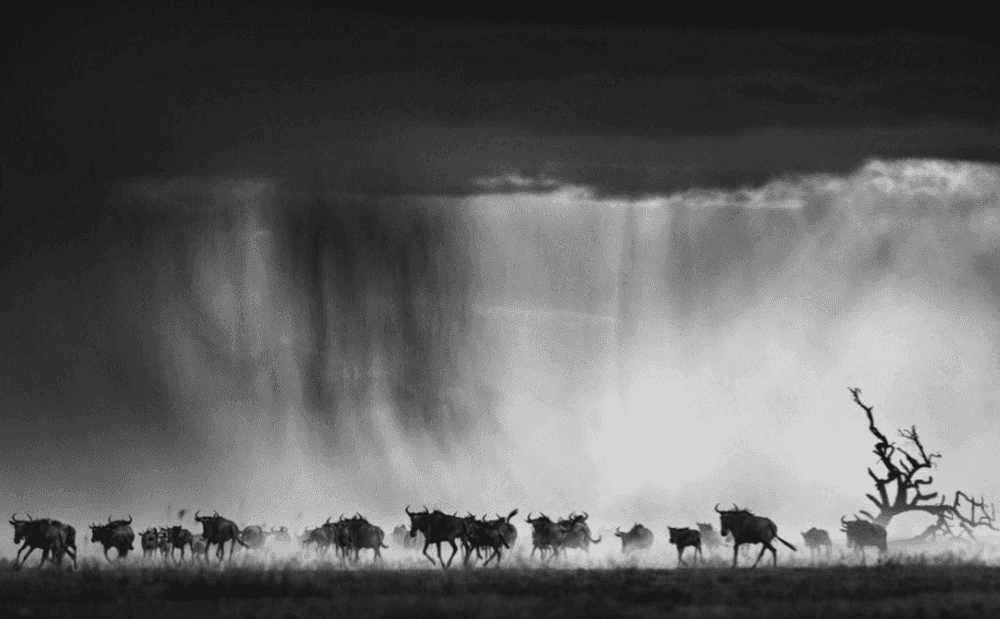 David Yarrow, ‘Exodus’, 2015, Print, Archival Pigment Print, null, 