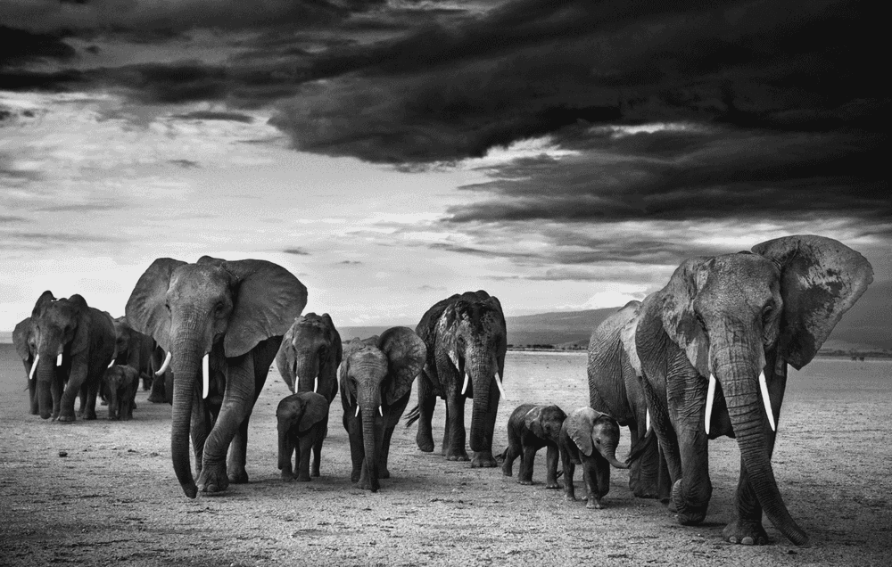 David Yarrow, ‘Family’, 2012, Print, Archival Pigment Print, null, 
