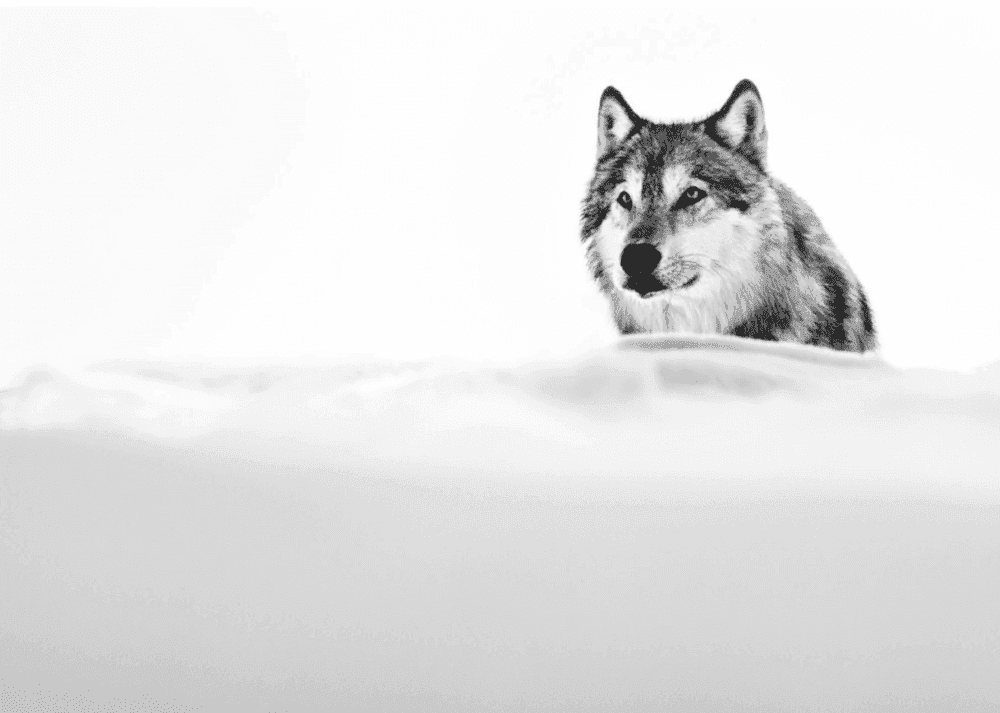 David Yarrow, ‘Focused Wolf’, 2015, Print, Photograph, null, 