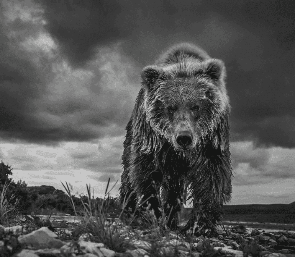 David Yarrow, ‘Funnel Creek’, 2016, Print, Archival Pigment Print, null, Numbered