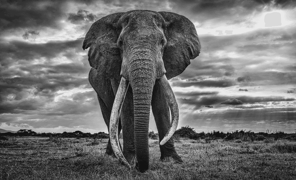 David Yarrow, ‘Giant’, 2020, Print, Archival Pigment Print, null, 