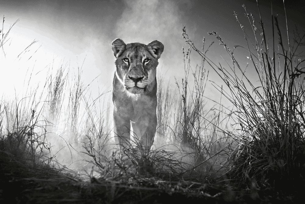 David Yarrow, ‘Gladiator’, 2015, Print, Archival Pigment Print, null, 