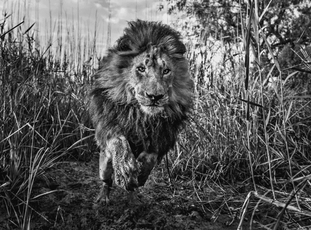 David Yarrow, ‘Gold’, 2015, Print, Archival Pigment Print, null, 