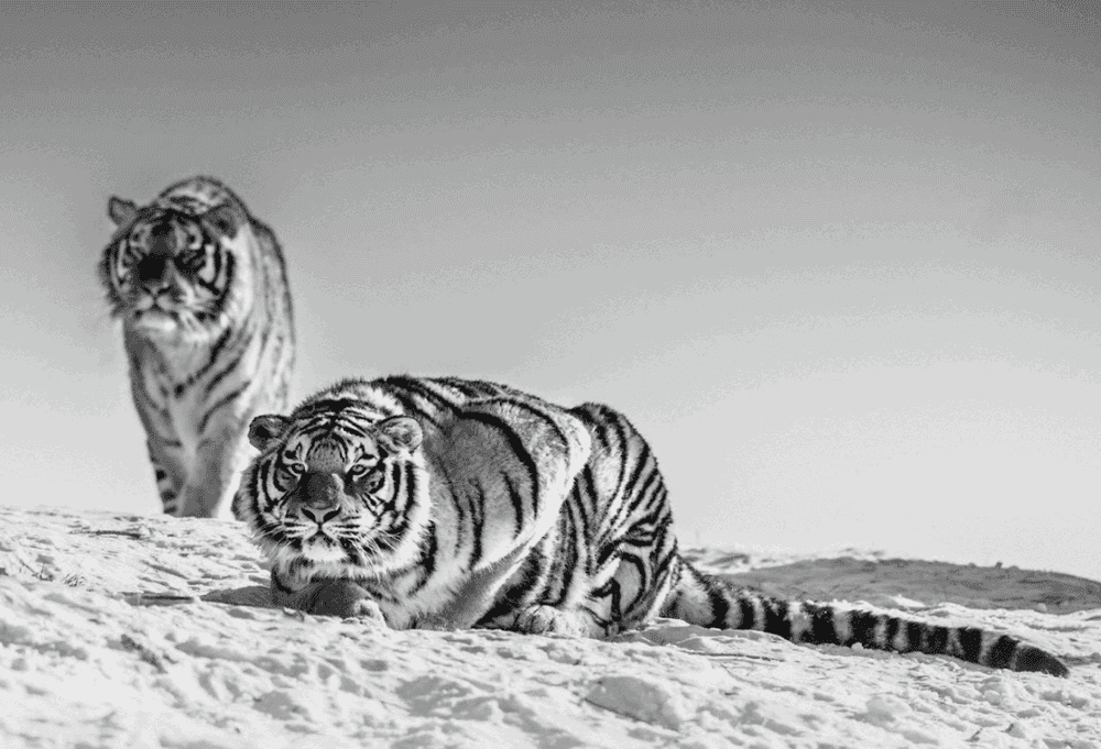 David Yarrow, ‘Goodnight Mr. Bond’, 2018, Print, Photographic Print, null, 