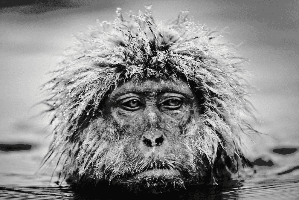 David Yarrow, ‘Grumpy Monkey’, 2013, Print, Archival Pigment Print, null, 