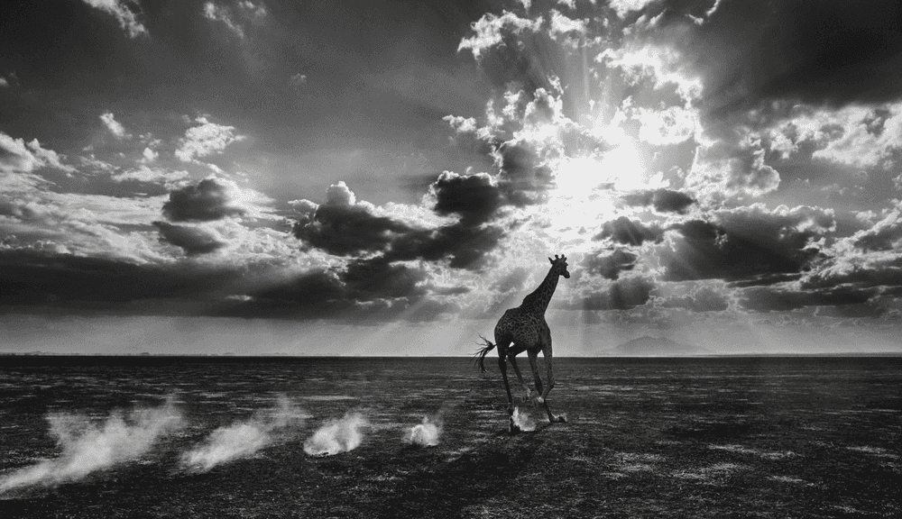 David Yarrow, ‘Heaven Can Wait II’, 2014, Print, Photographic Print, null, 